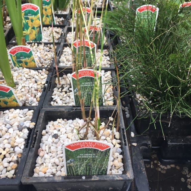 Scirpus zebrinuus 1 Litre