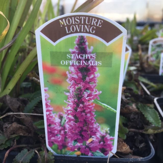 Stachys officinalis 1 Litre