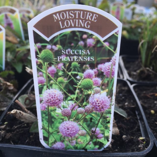 Succisa pratensis 1 Litre