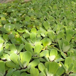Water Lettuce Floating Pond Plant