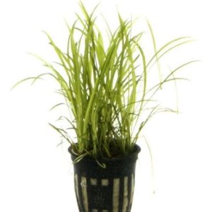 Echinodorus Tenellus Pot
