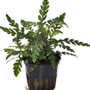 Hygrophila Pinnatifida Pot