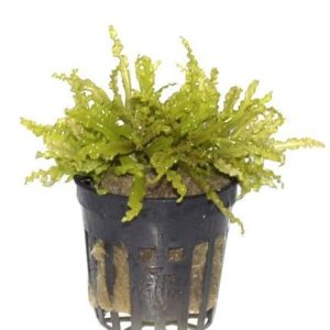Pogostemon Helferi Pot