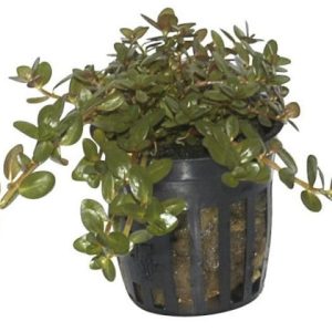 Rotala Rotundifolia Pot