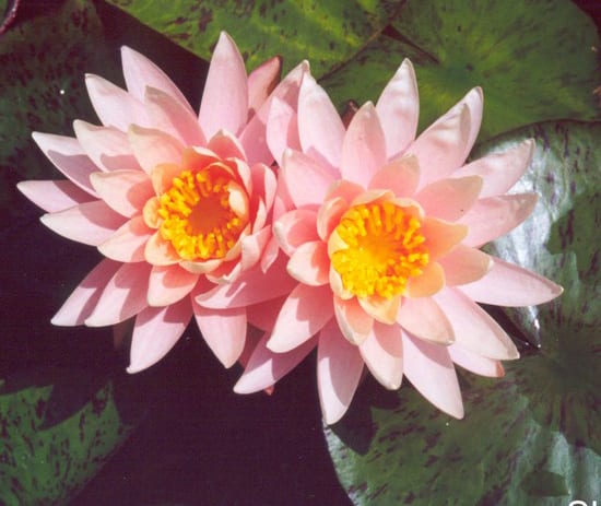 sunny pink pond lily
