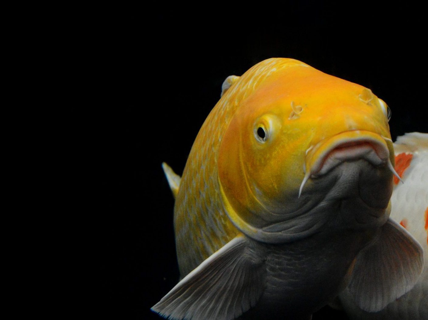 Koi keeping done right