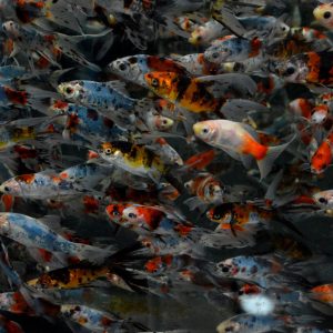 shirley aquatics shubunkins pond fish goldfish