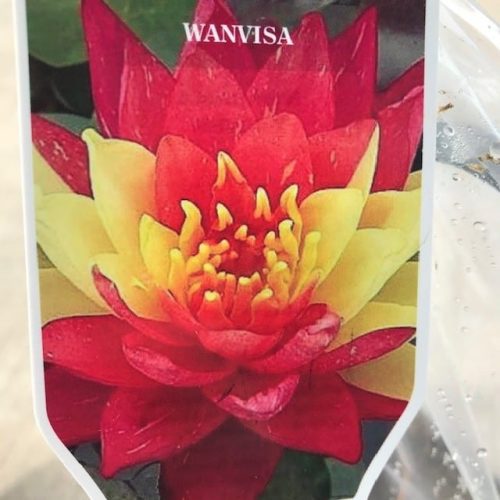 Wanvisa Water Lily Pond Plant 3 Litre
