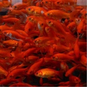 Red Comet Goldfish 2-3"