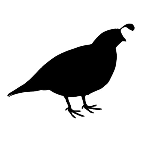 frozen reptile food quail