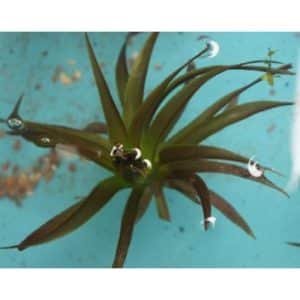 Water Soldier Floating Plant