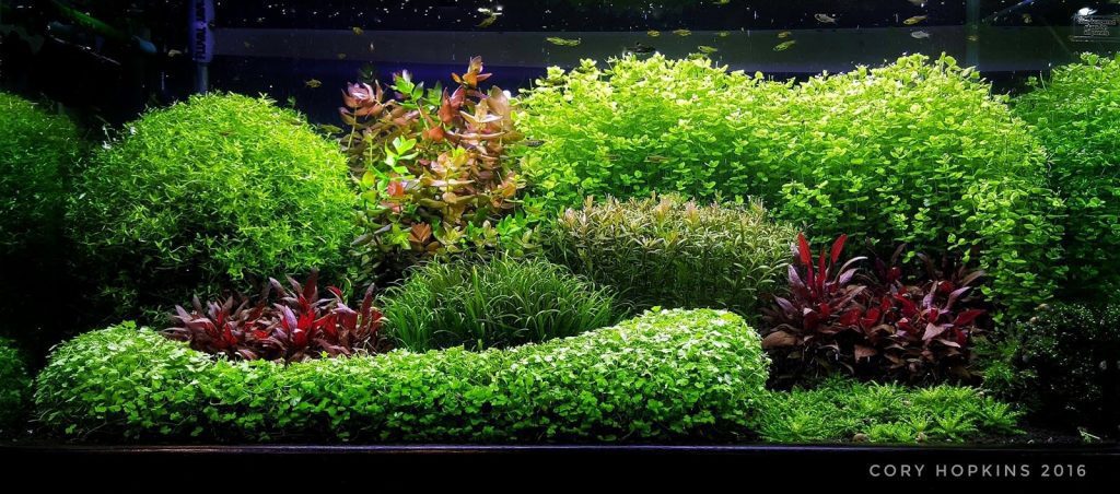 stunning dutch style aquascape by Cory Hopkins entitled 'Can't Dutch This'