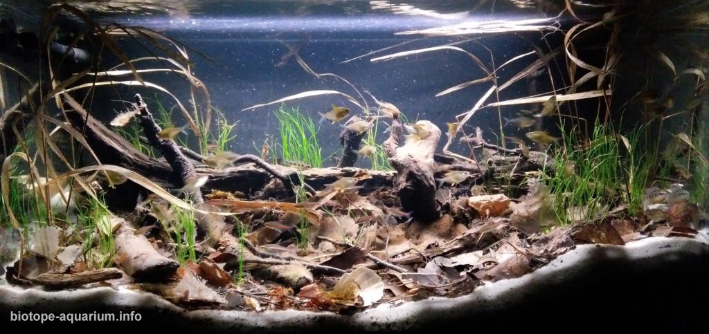a beautiful example of biotope or biome aquascaping