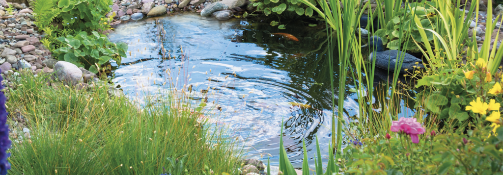 established marginal pond plants 