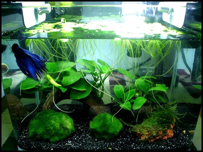 hanging or floating plants being used in an aquascape