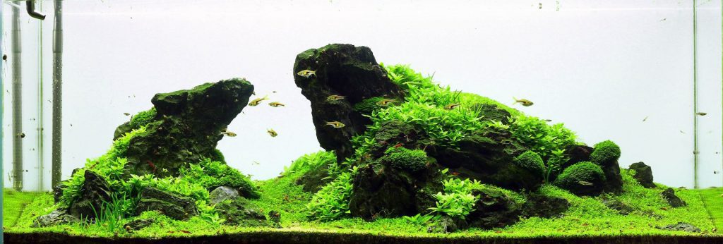 An iwagumi style aquascape