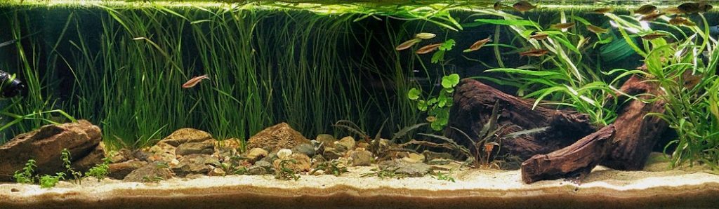 a riverbed aquascape