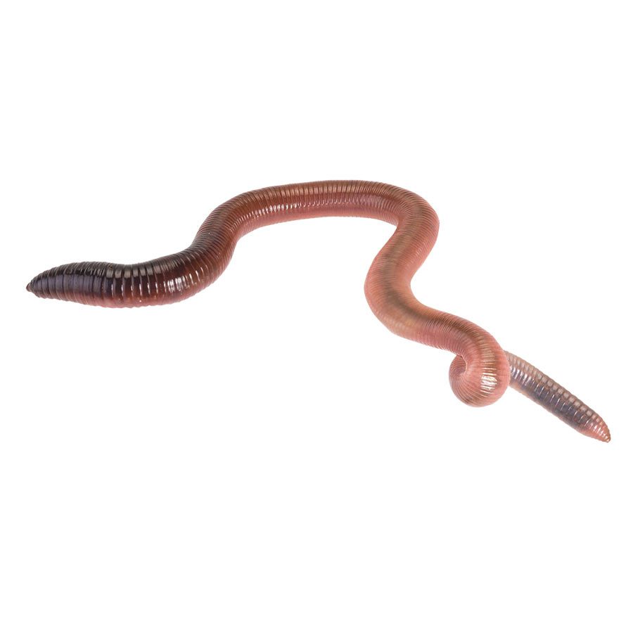 giant lob worms earthworms for reptiles