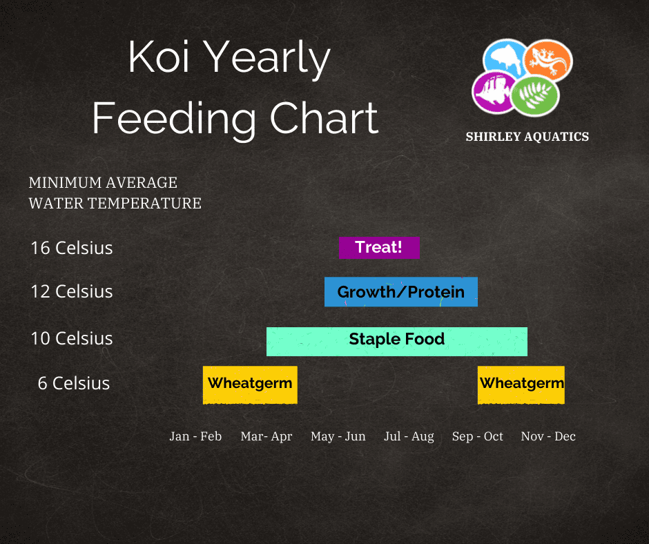 koi feeding guide