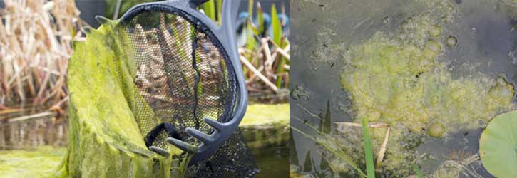 pond projects don't need to run into blanketweed. This is how to identify blanketweed in your pond.
