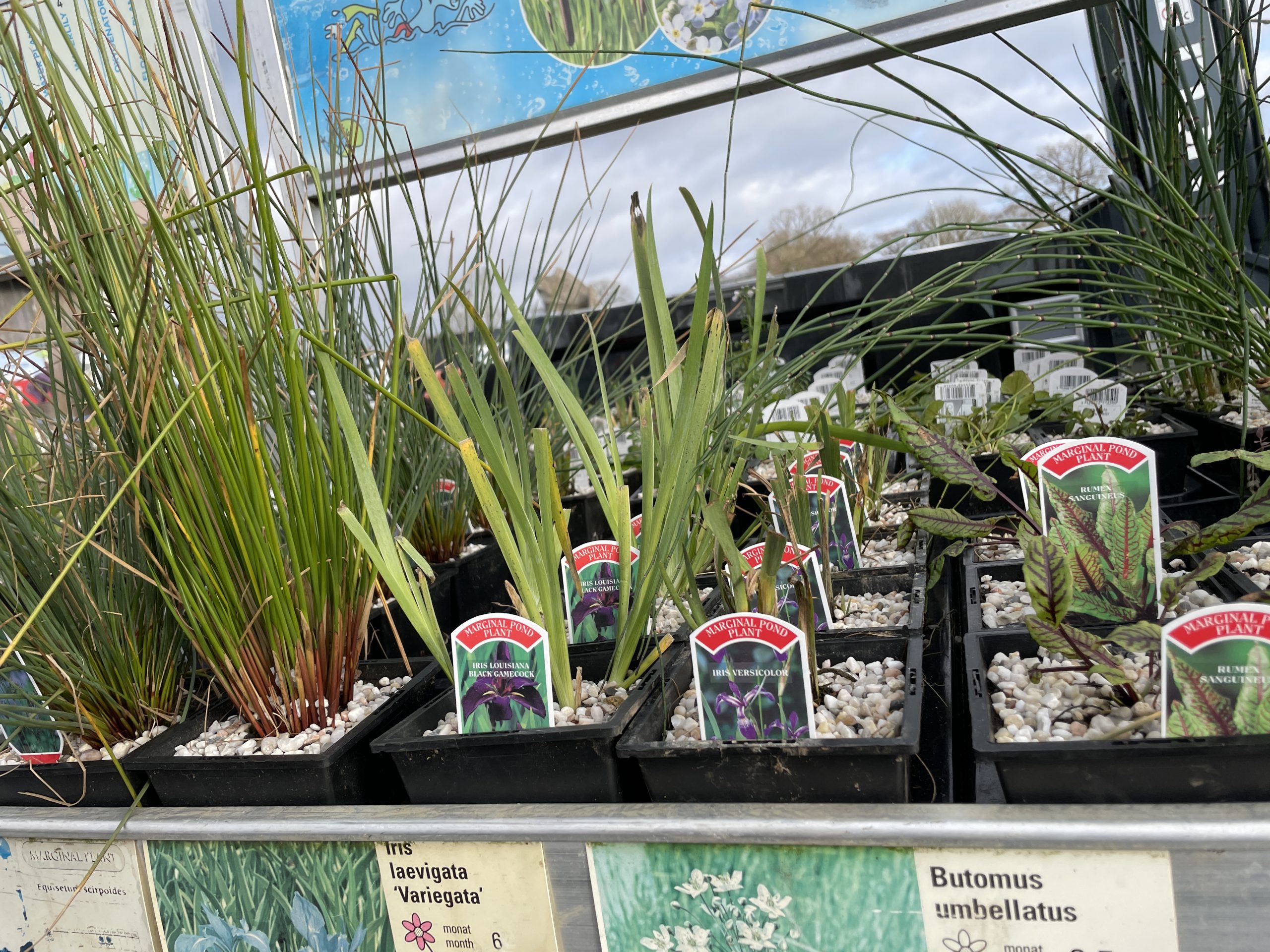 equisetum for a pond project