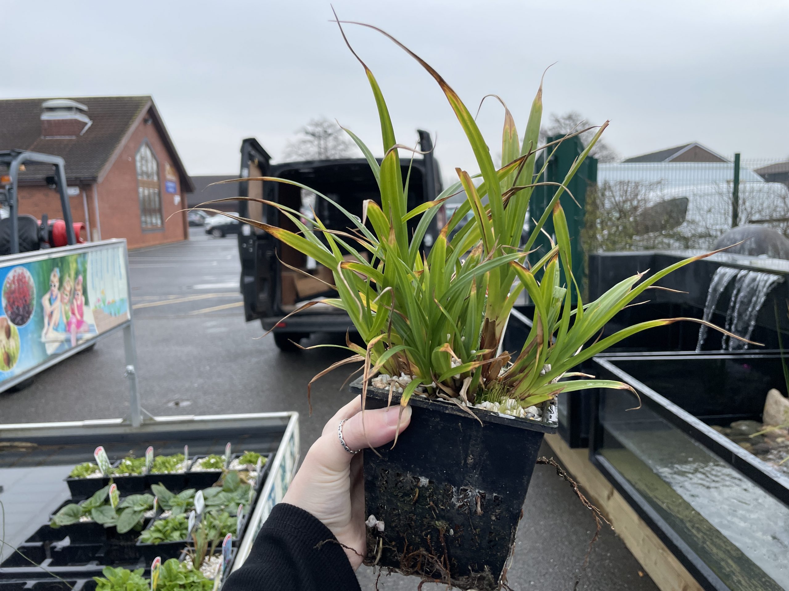 1 litre potted pond plant
