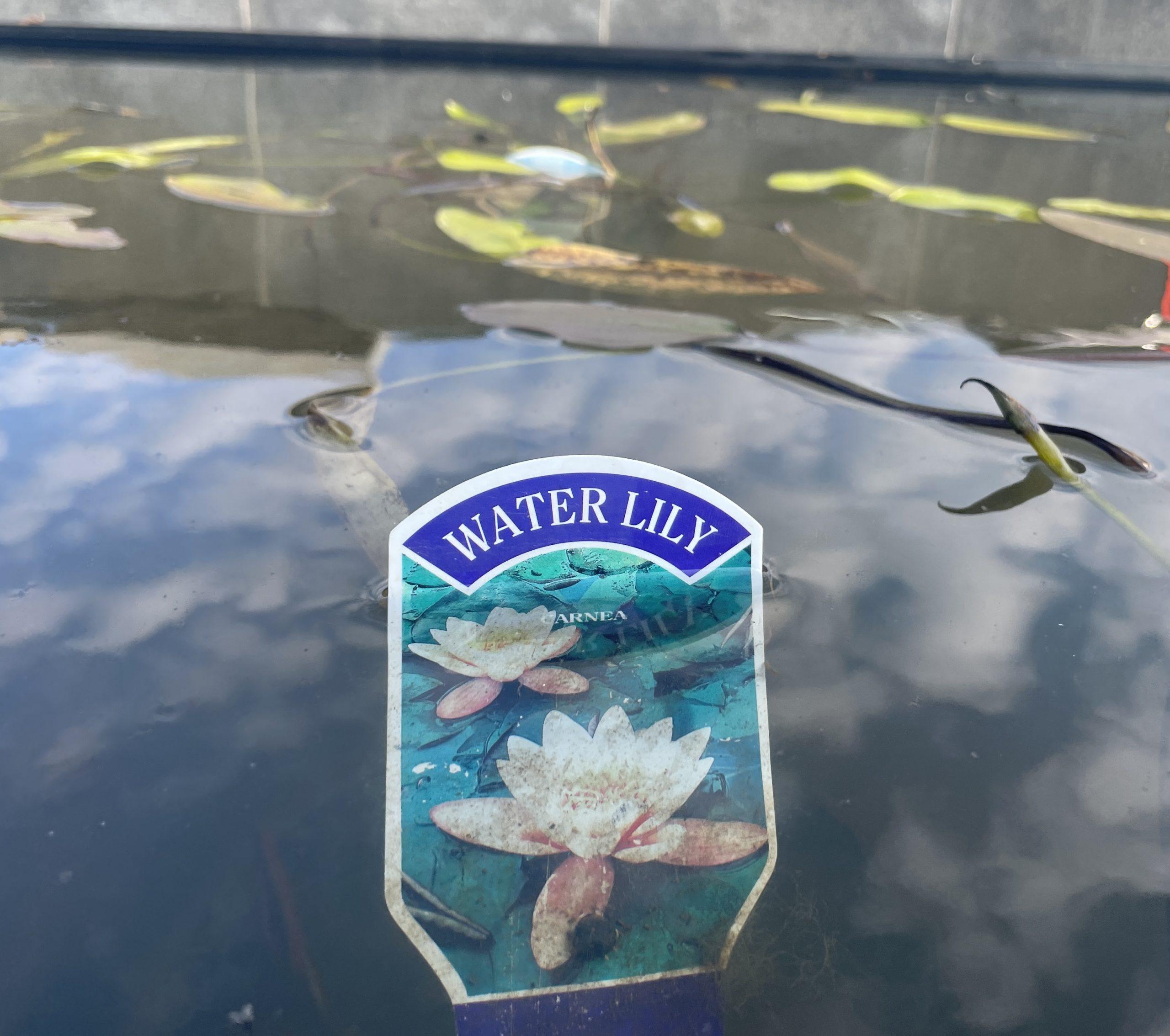 water lily for a pond project