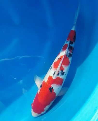 japanese koi sakuma sanke 52cm male 2 year old