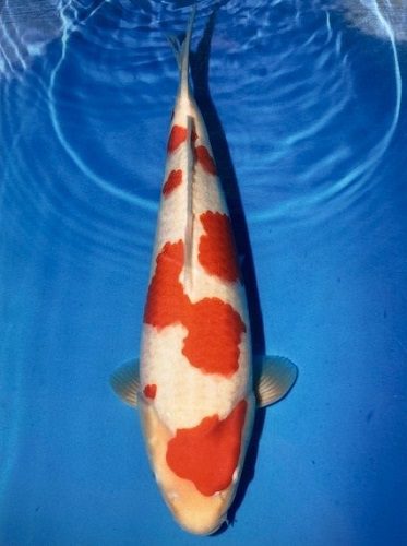 japanese koi maryuama kohaku 48cm male