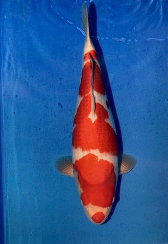 japanese koi maruyama kuchi beni kohaku 47cm male koi