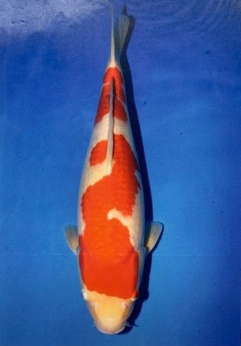 japanese koi maruyama kohaku 54cm female 2 year old