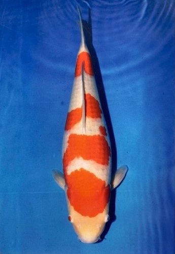 japanese koi maruyama kohaku female 54cm 2 years old kohaku