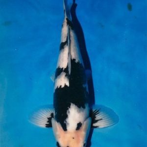 japanese koi omosako shiro utsuri male 48cm koi