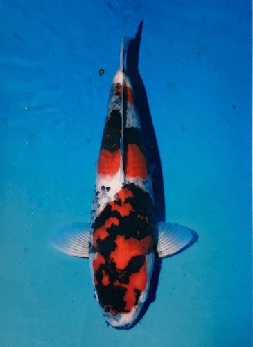 japanese koi omosako showa male 49cm koi