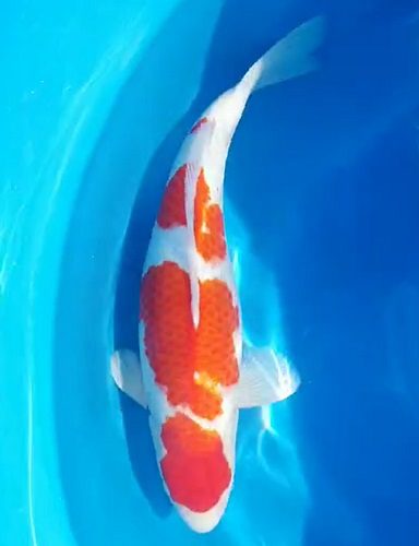 japanese koi sakuma kohaku 2 year old female 59cm