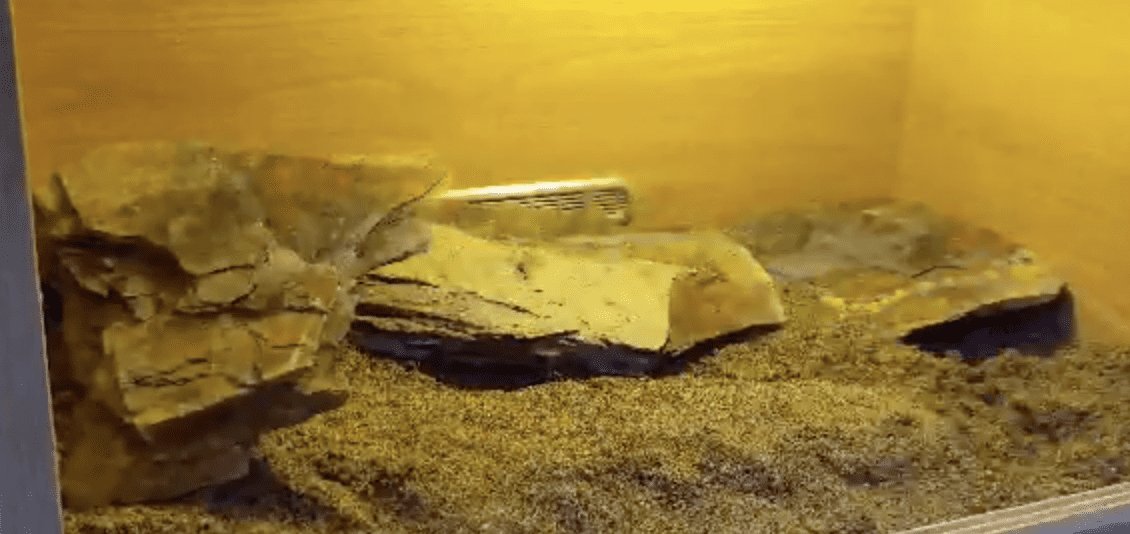 start with the bigger pieces at the back of the vivarium to create hiding places