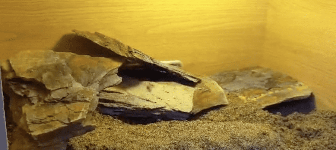 once your hiding places are sorted use more rocks to create basking ledges