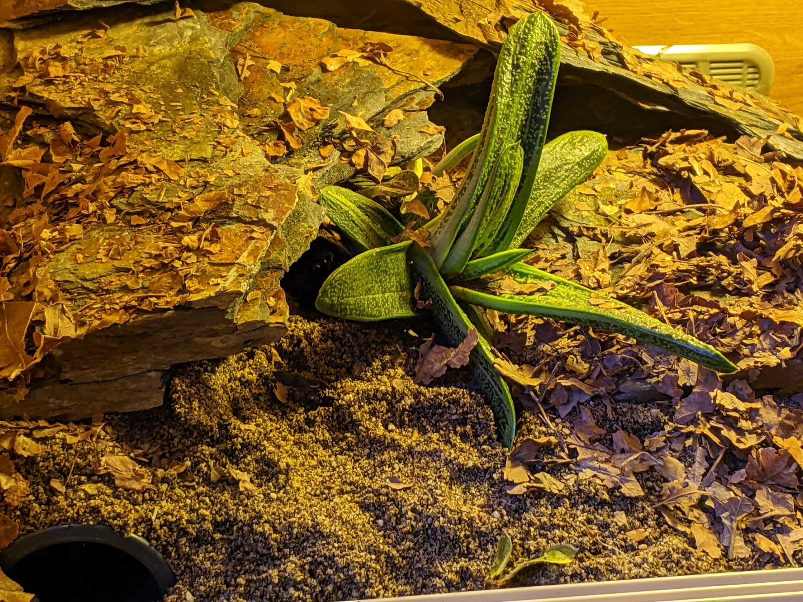 adding arid plants can make all the difference to a leopard gecko vivarium setup