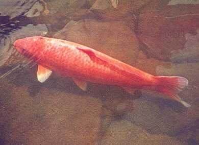 Hanako - the oldest recorded koi to have ever lived.