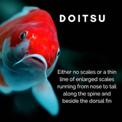 Doitsu koi either have no scales at all or a thin line of enlarged scales running from head to tail along the spine and beside the dorsal fin.