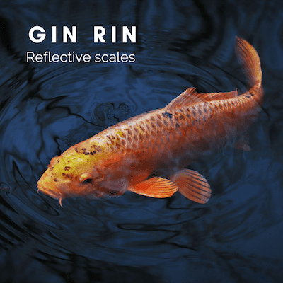 Gin Rin koi have reflective scales that create a shimmer in the water when they move.