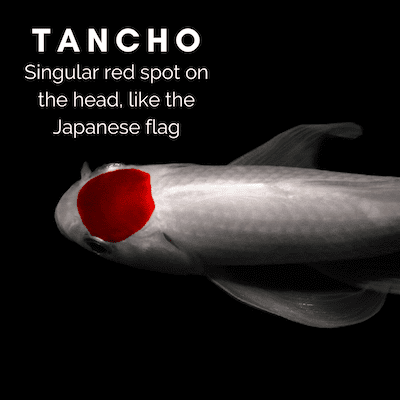 Tancho koi are completely white other than a singular red spot on the top of the head. It looks like the Japanese flag.