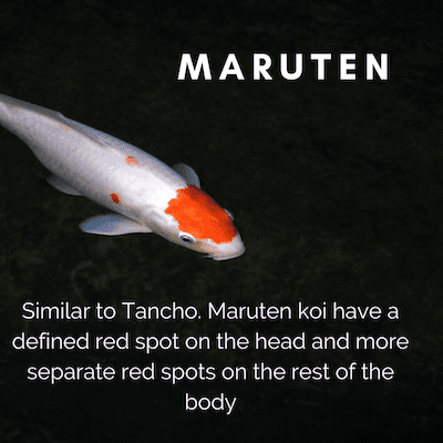 Similar to Tancho, Maruten koi have a defined red spot on the head and more separate red spots down the rest of the body.