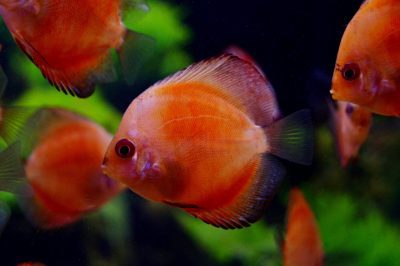 juvenile discus