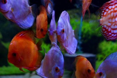 group of discus