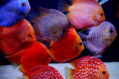 group of 10+ discus