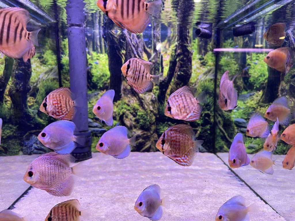 Some younger Discus in a larger shoal
