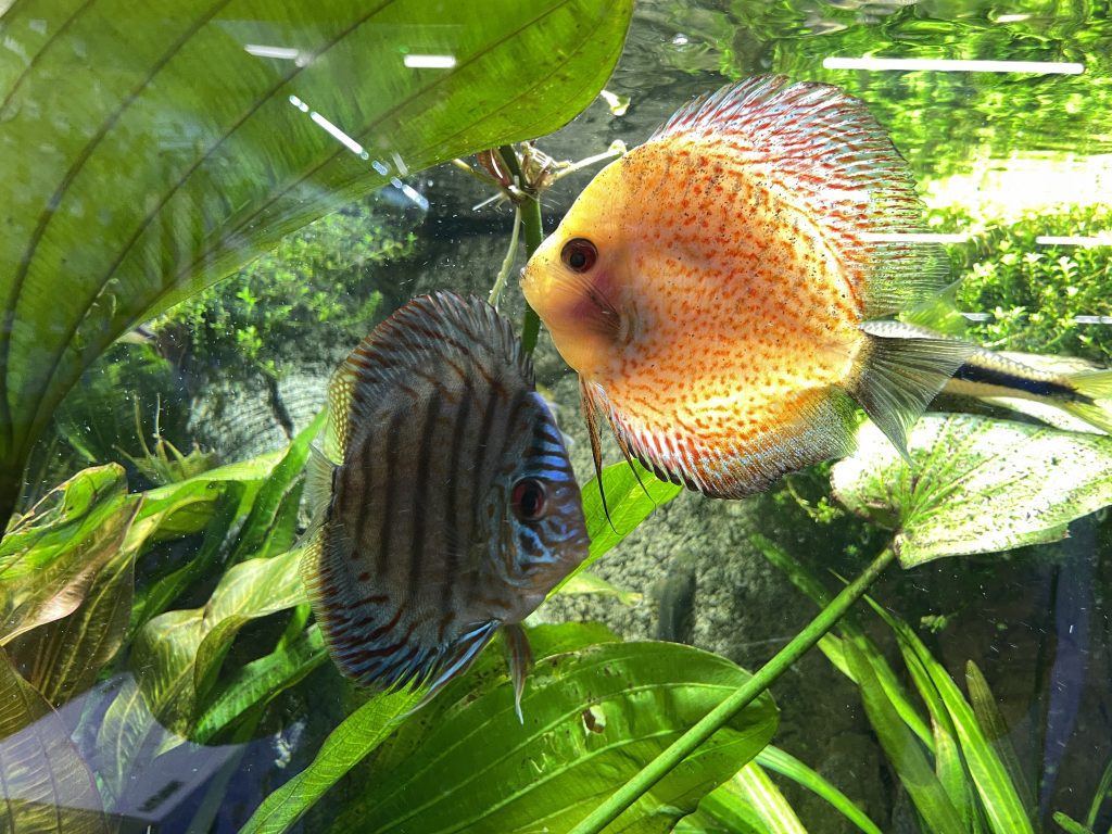 pair of discus in planted tank