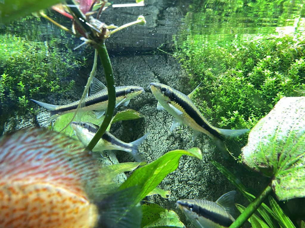 companion fish in a planted discus tank
