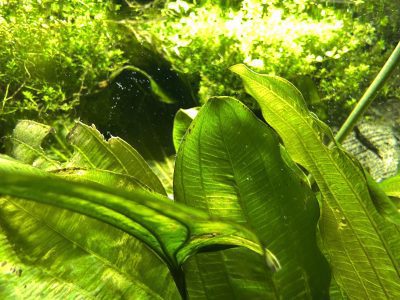 broad leaves in our planted discus tank
